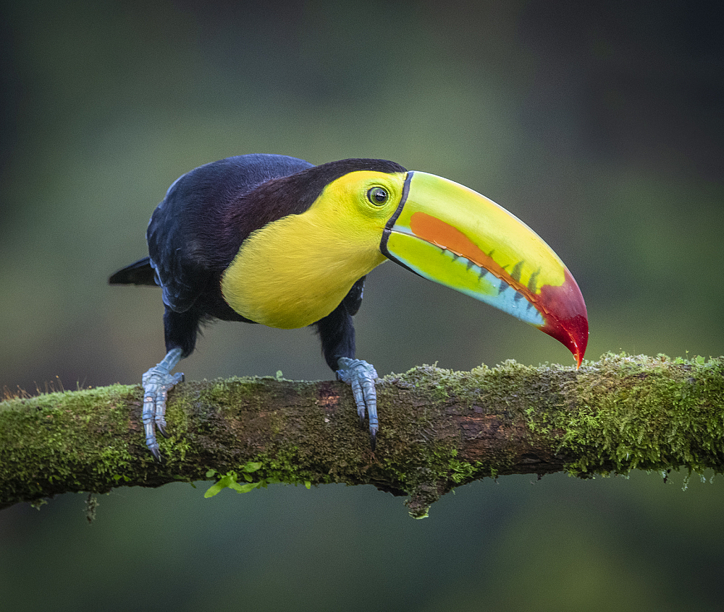 Toucan