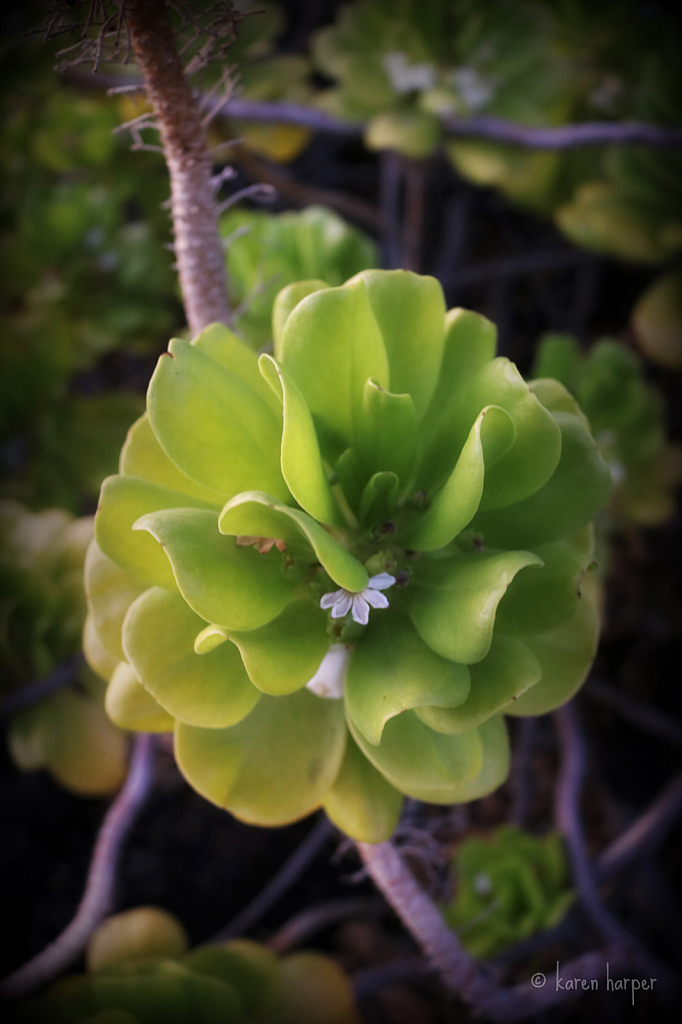 A Green Bloom