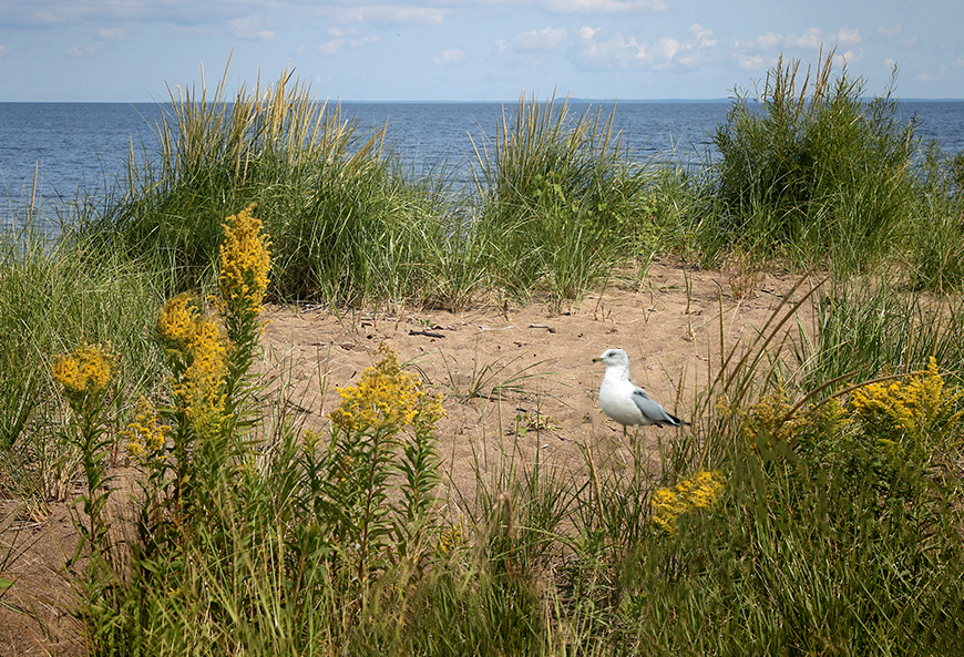 Seagull at the Shore of Red Arrow