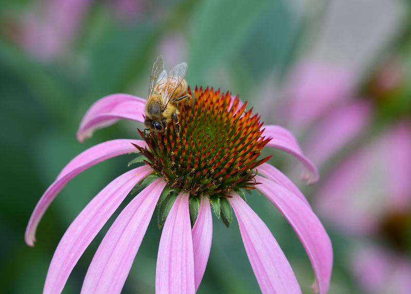 Honey Bee on Coneflower