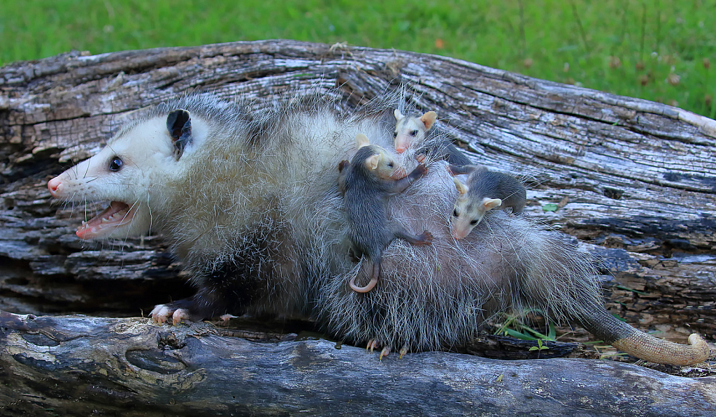 Possum and Babies