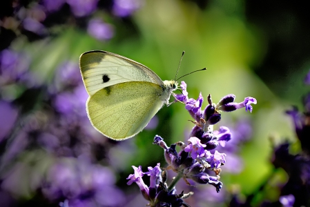 Lavender