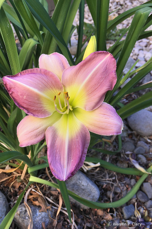 Just a day lily--but still