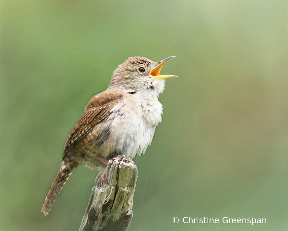 Joyful House Wren