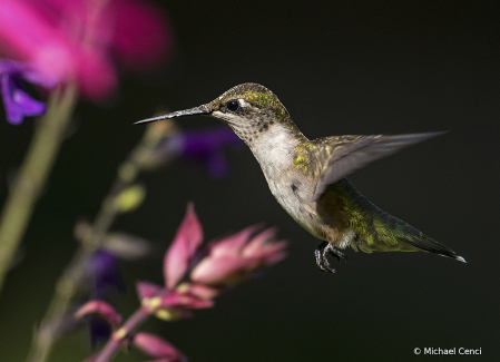 Hummingbird # 16