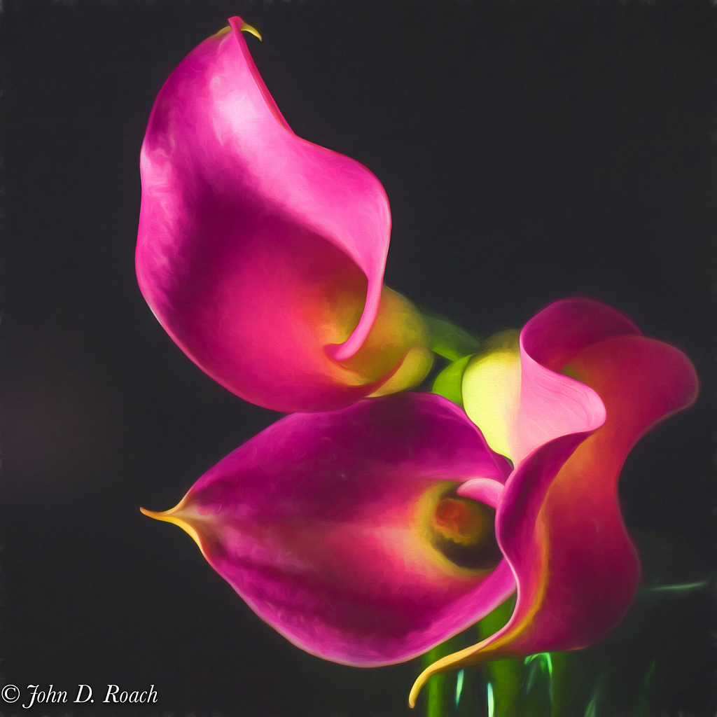 Calla Lilies - ID: 15732469 © John D. Roach