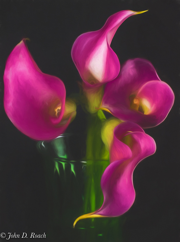 Four Calla Lilies in a Vase - ID: 15732470 © John D. Roach