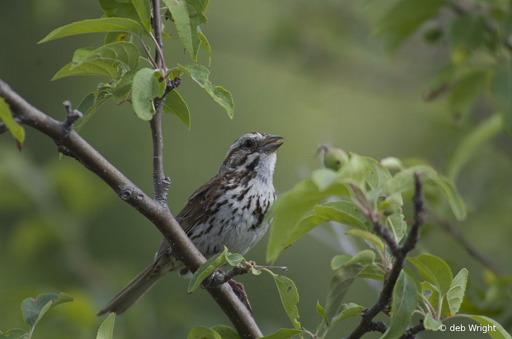 Song Sparrow - ID: 15732480 © deb Wright