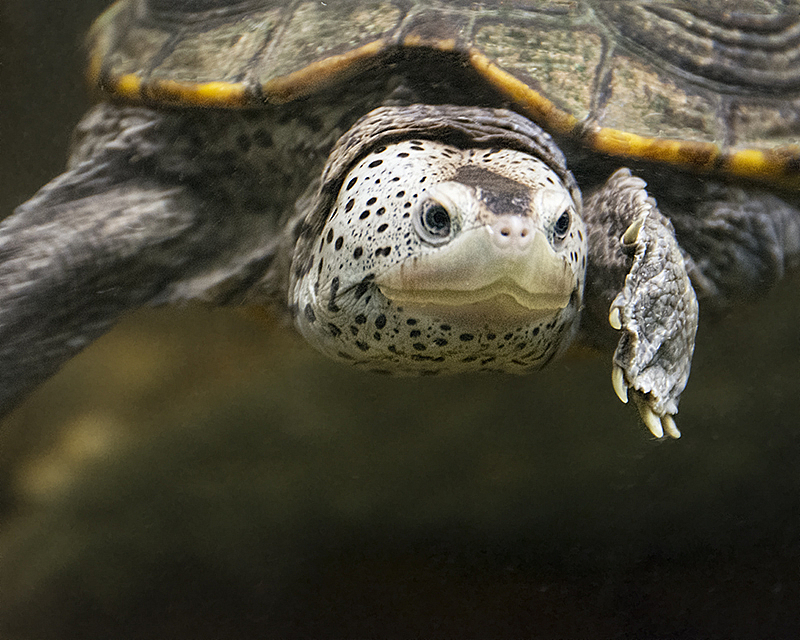 Diamondback Terrapin