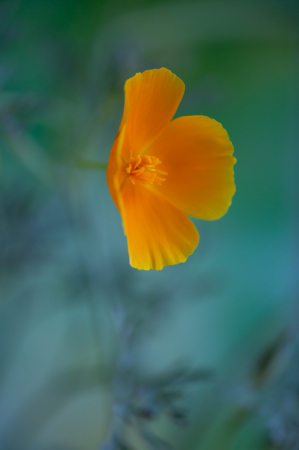 Blowing in the wind 