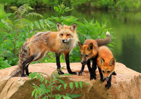 Red fox and Babies