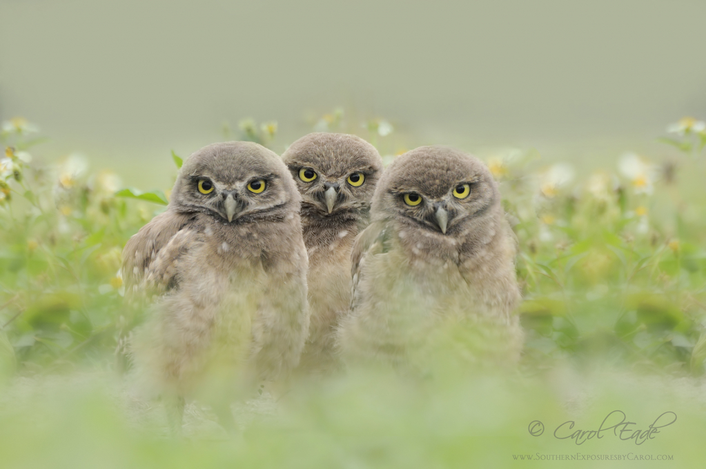 Three Lil Owls - ID: 15732726 © Carol Eade