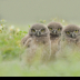 2Three Lil Owls - ID: 15732726 © Carol Eade