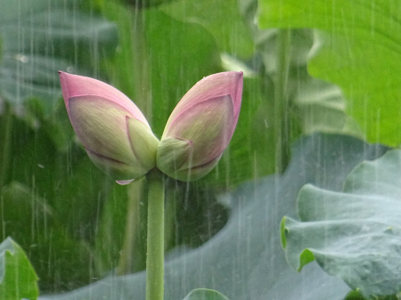 Twin in the rain