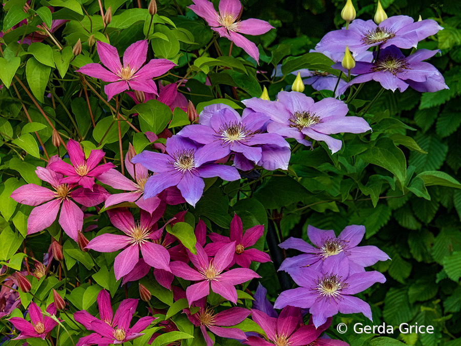 Oink and Mauve Clematis