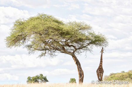 Giraffe and Acacia Tree