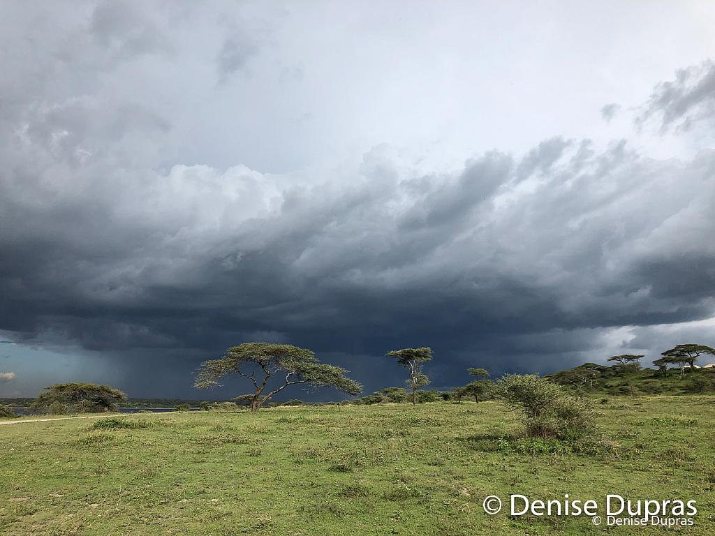 AfricanScenic2373