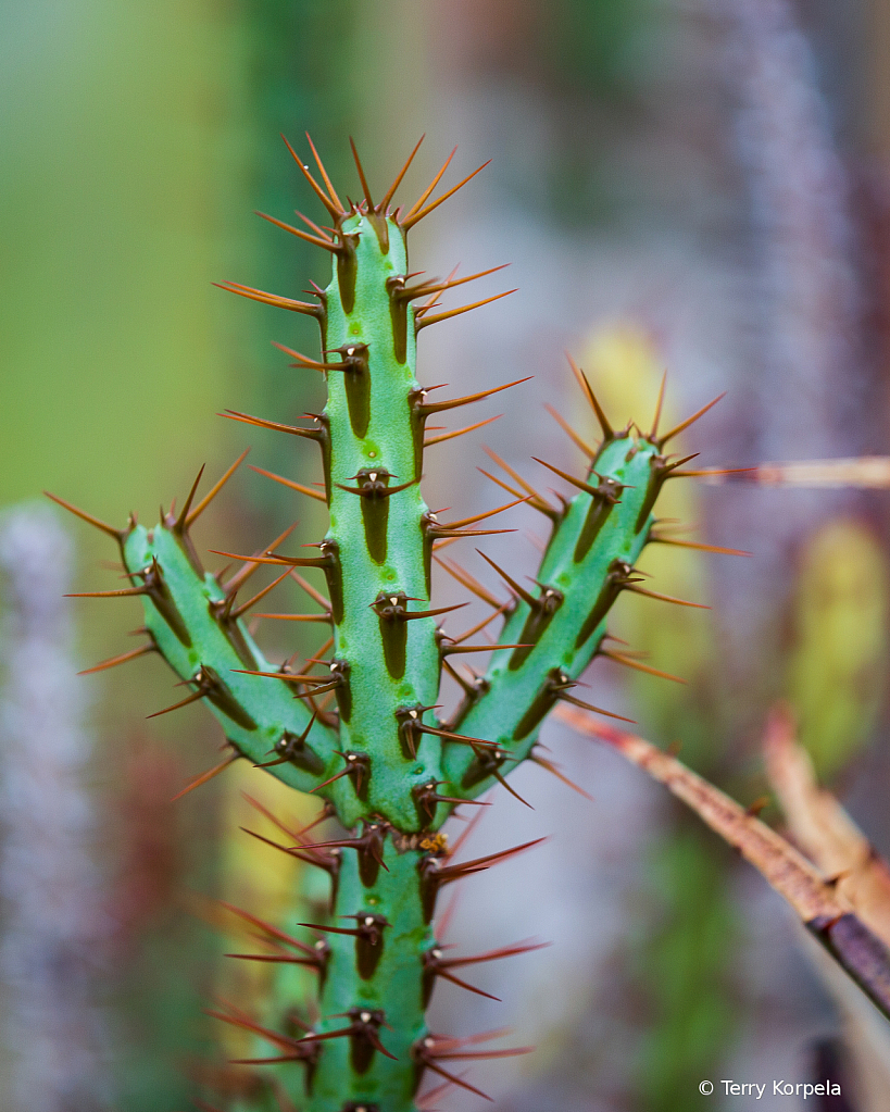 Berkeley Botanical Garden  Cactus  - ID: 15733184 © Terry Korpela