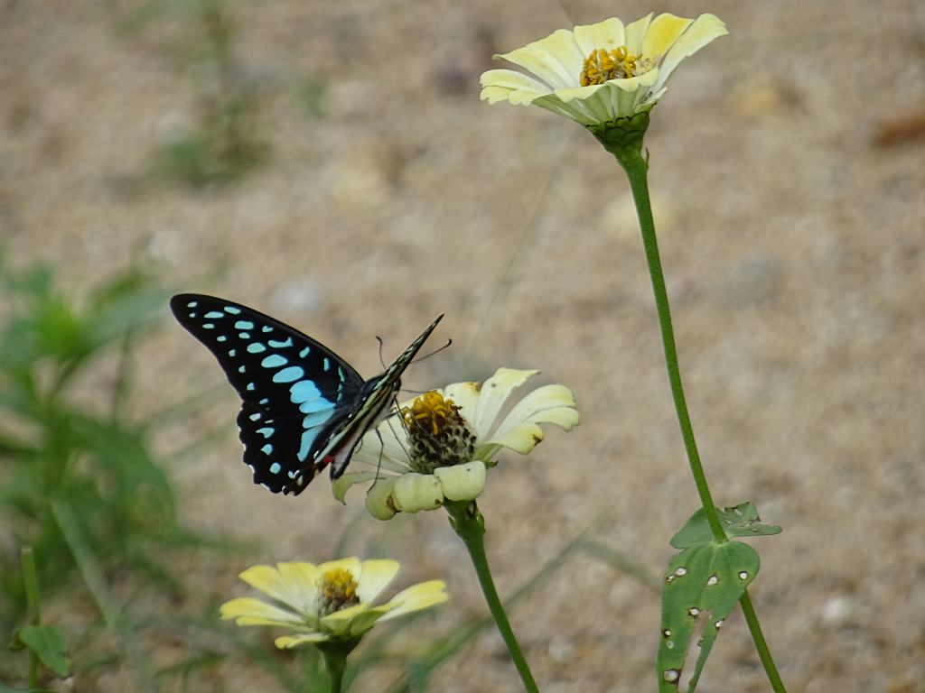 Butterfly and flower-1