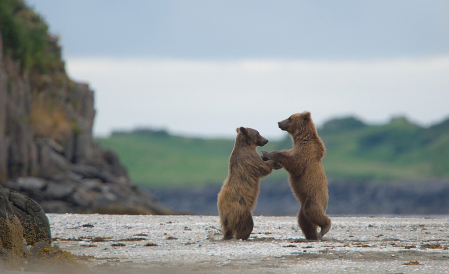 Brown Bears Doing the Two Step