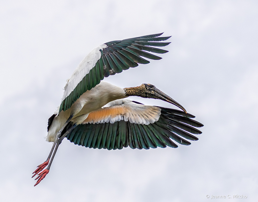 Look Out Below - ID: 15733606 © Jeanne C. Mitcho