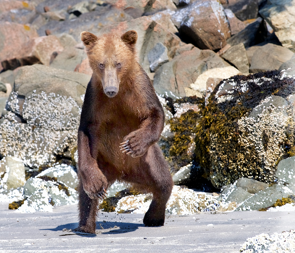 Bear Attack - ID: 15733624 © Kitty R. Kono