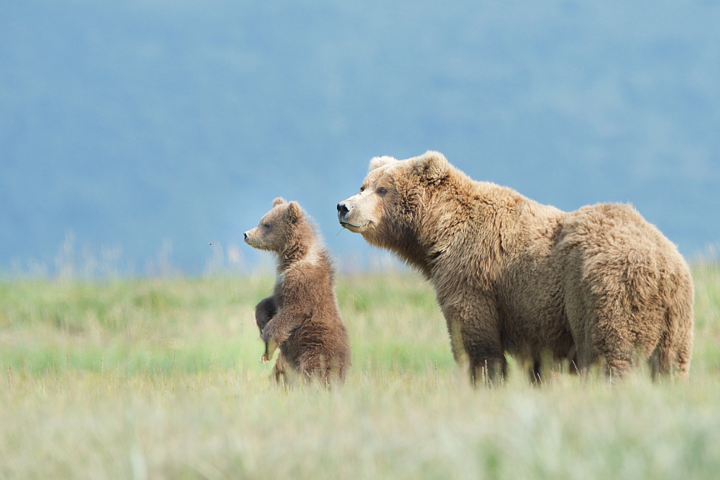 Checking Out the World with Mom - ID: 15733625 © Kitty R. Kono