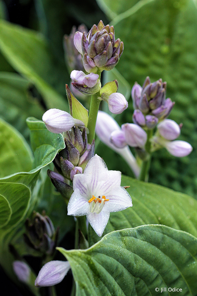 Hosta