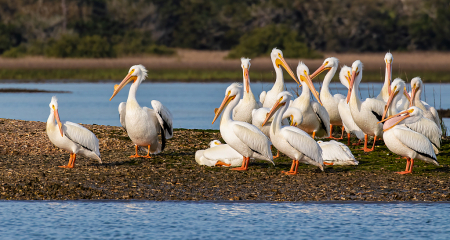 White Pelicans Sunning