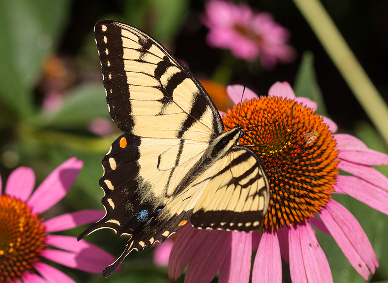 Eastern Tiger Swallowtail 2