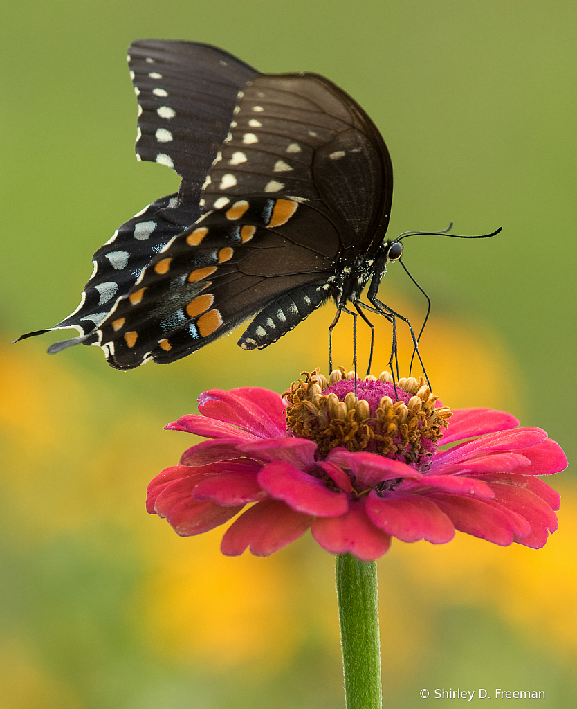 Swallowtail Enjoying a Flower