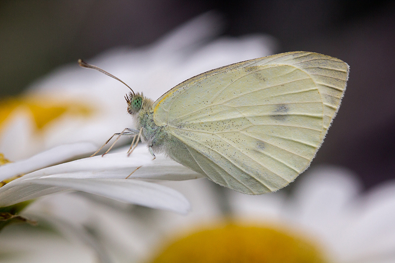 Cabbage White Butterfly