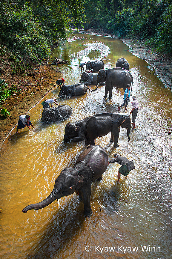 Men & Elephants