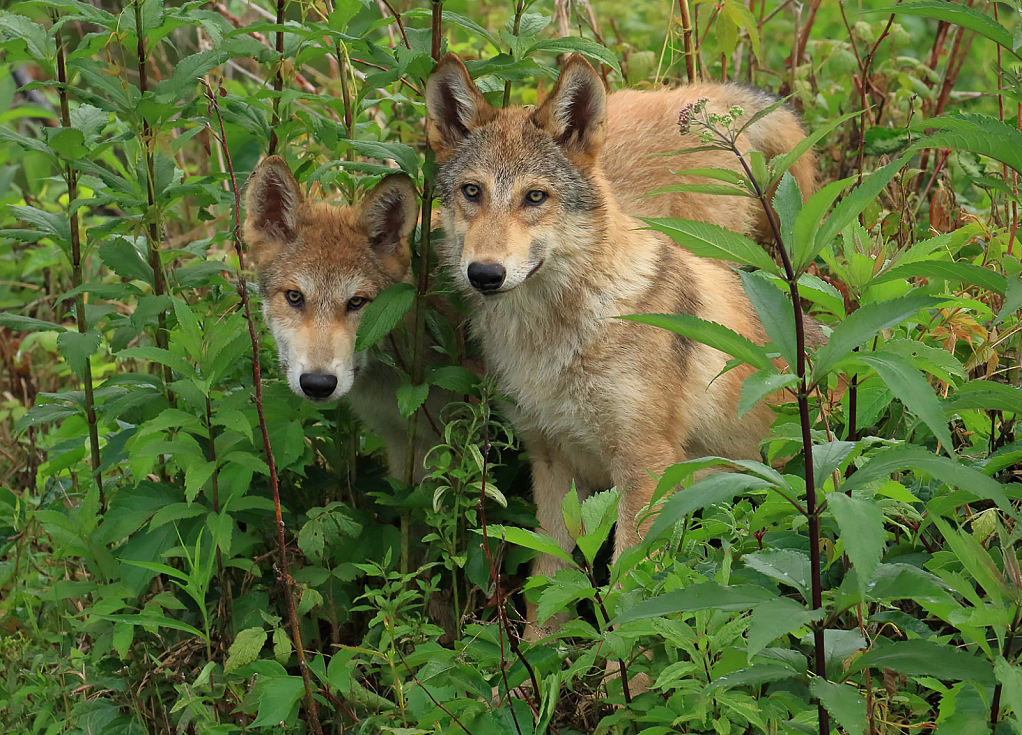 Wolf Pups