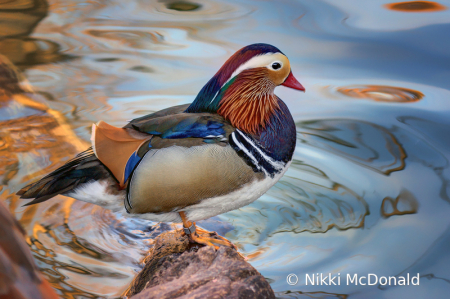 Mandarin Duck