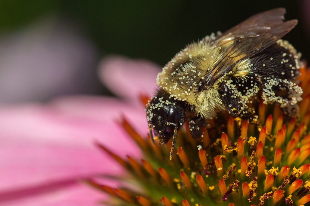 Bee is for Pollen