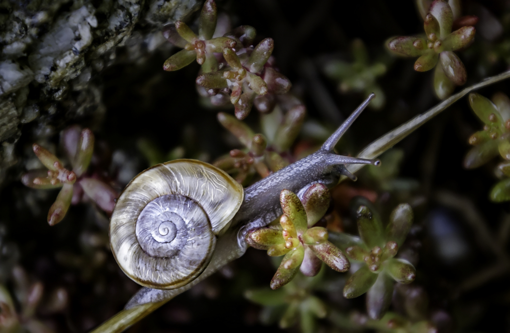 Tiny Snail  9318
