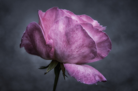 The Rose  0561