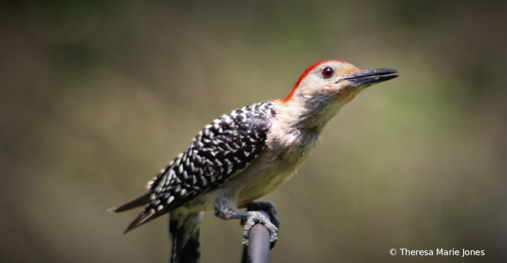 Red-Belly Woodpecker - ID: 15733805 © Theresa Marie Jones
