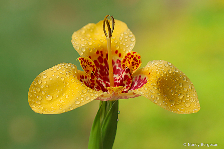 Mexican Shell Flower