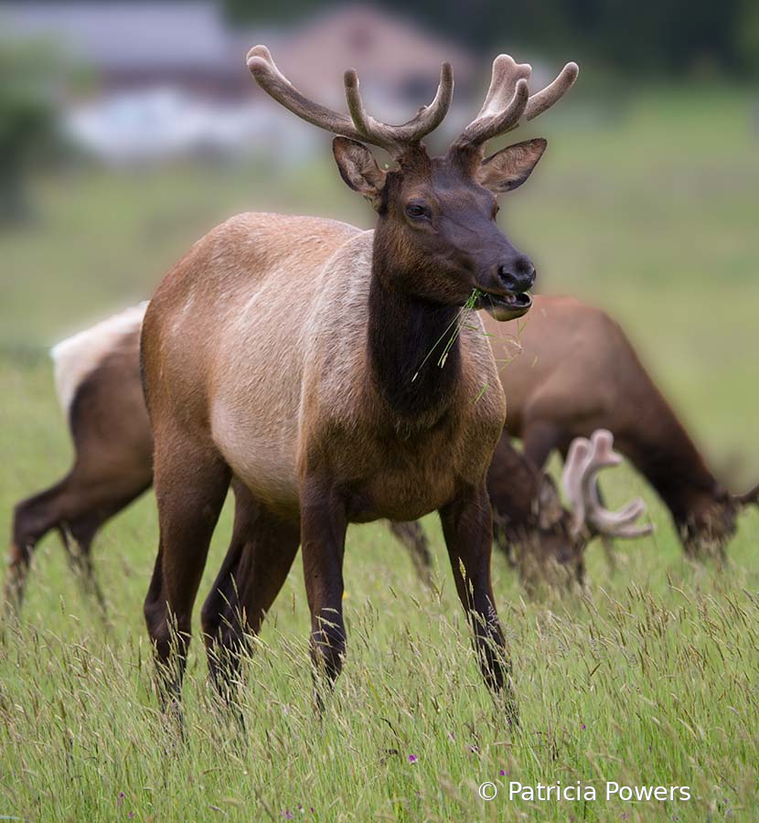 Roosevelt Elk - ID: 15733900 © Pat Powers