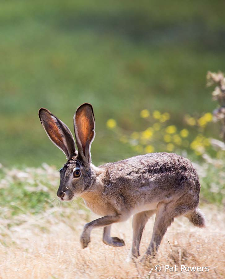 Jackrabbit - ID: 15733915 © Pat Powers