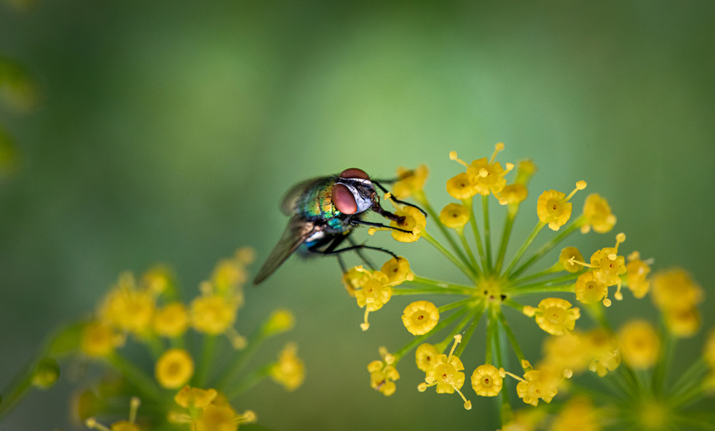 The Fly