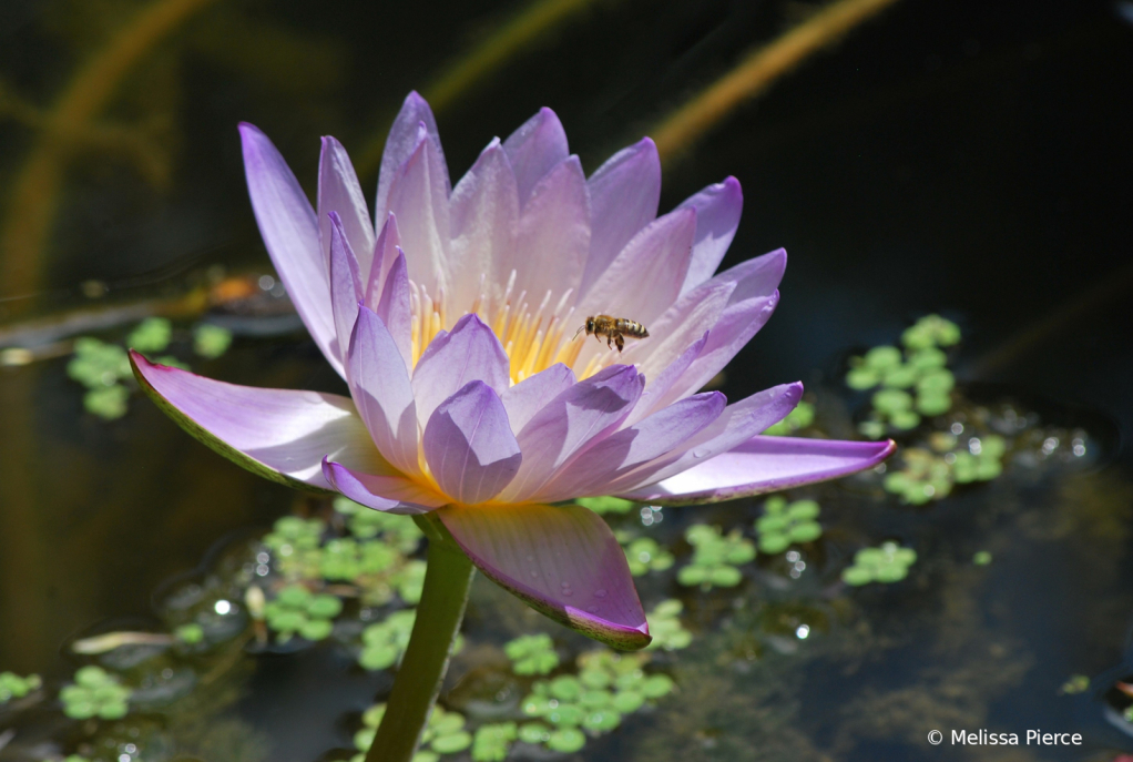 Water Lily and the Bee