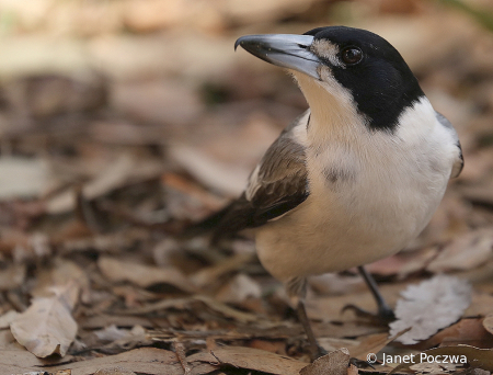 Juvenile Grey Butcherbird