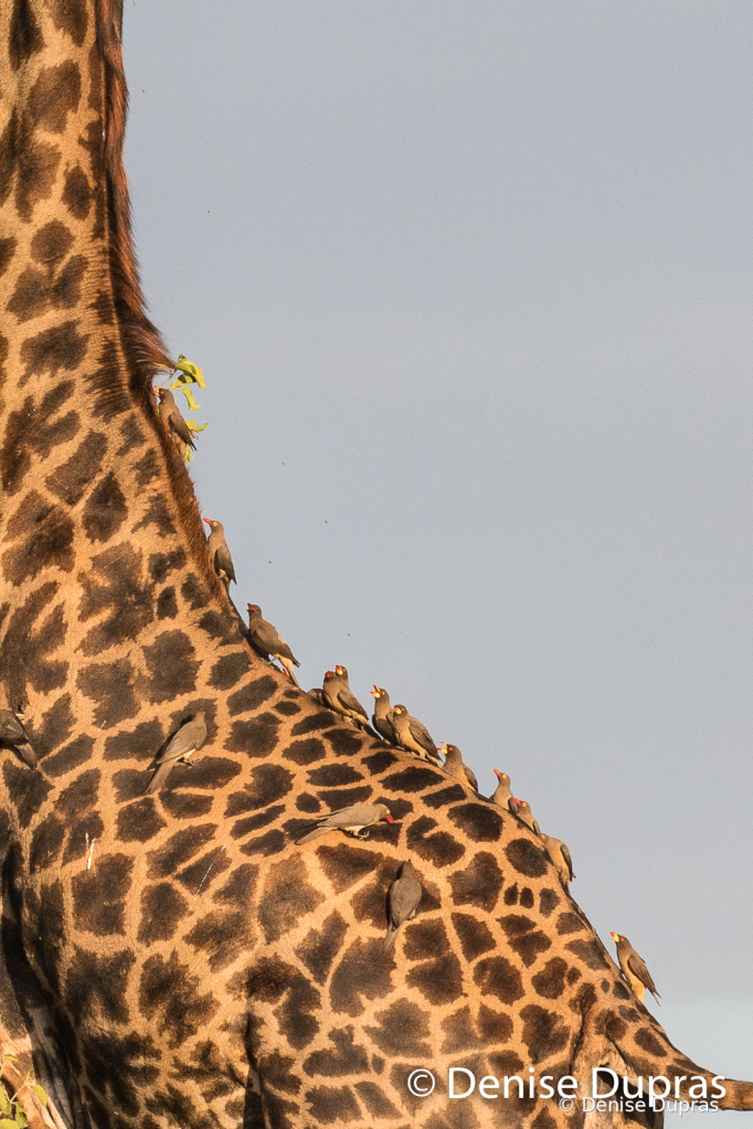 Giraffe1409