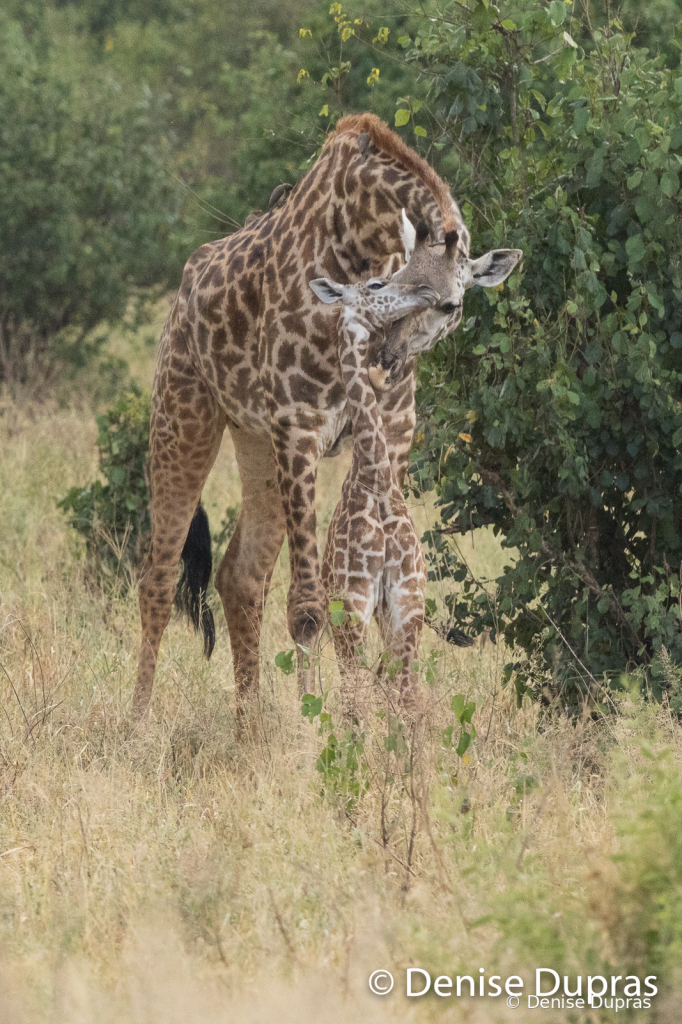 Giraffe1479