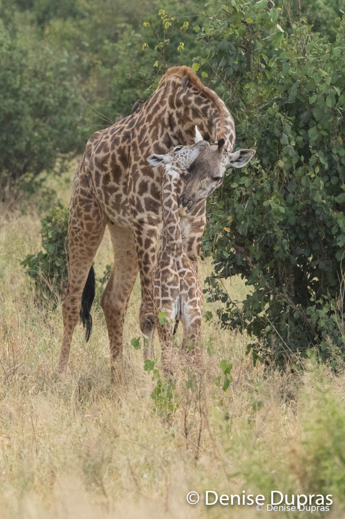 Giraffe1487