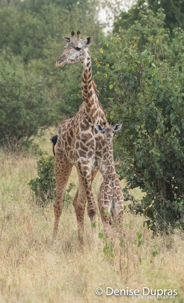Giraffe1500