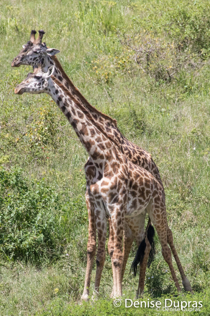 Giraffe3319